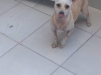 Aşı ve yemek masraflarına verilecek chihuahua