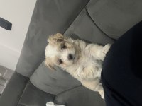 Maltese erkek köpeğimiz