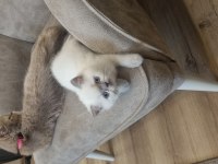 Boncuk gözlü blue point british shorthair