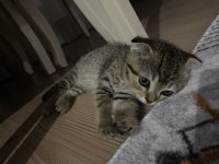 Ücretli Sahiplendirilme Scottish Fold