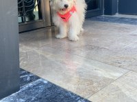 Köpeğimiz Mia Yeni Yuvasını Arıyor