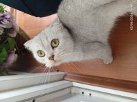 Çok güzel scottish fold kızımız için yuva arıyoruz