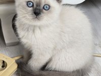 Safkan British Blue Point Erkek 2.5 Aylık