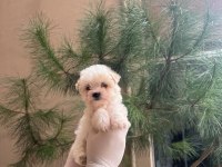 Maltipoo Yavrularım Sağlık Ve Irk Garantili