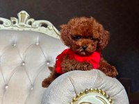 Vitrin Güzeli Poodle
