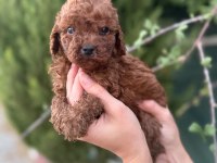 Petibör tadında poodle yanlışlıkla yemeyiniz
