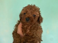 Poodle yavrularımız 40 günlük oldular