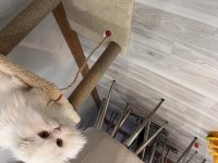 Scottish fold longhair orijinal şecereli