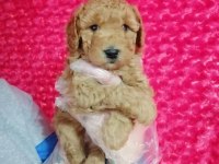 Toy poodle köpeği