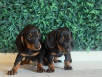 Black Tan Dachshund Yavrular