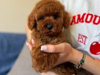Toy poodle yavrularımız 81 ile gönderim mevcuttur
