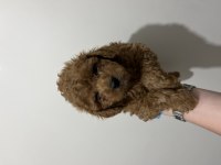 Teslime hazır red brown toy poodle