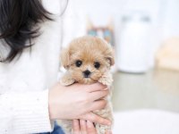 Pamuk Yavrumuz Maltipoo