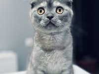 Safkan 5.5 aylık İzmir içi scottish fold