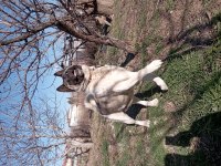 Amerikan Akita yetişkin 1 erkek ve 1 dişi