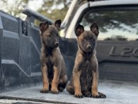 Hırs küpü Belçika Malinois yavrular