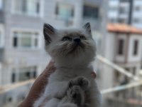 50 günlük blue pointler 1 erkek ve 4 dişi kedimiz