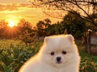 Pomeranian Boo Yavrumuz