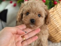 MÜKEMMEL GÜZELLİKTEKİ MALTIPOO YAVRUM 