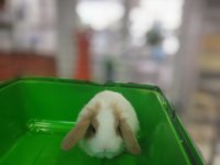 yavru hollanda lop tavşanlar