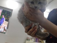 YAVRU SCOTTİSH KEDİSİ GRİ BEYAZ