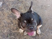 Coco tan egzotik french bulldog erkek yavru