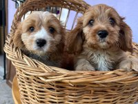 Orjinal cavapoo yavrular