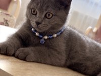 British Shorthair 3 Aylık