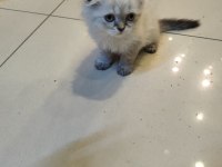 Çok Tatlı İki Aylik British Shorthair