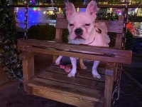 2 yaşında akıllı dişi french bulldog