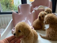 Micro Poodle 