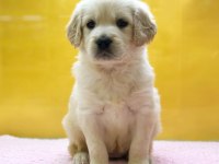 Golden Retriever Yavruları