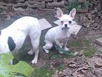5 Aylık Erkek French Bulldog ilk gelen alır