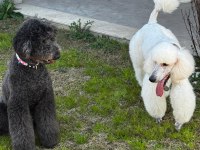 Standart Poodle