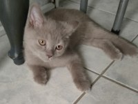 Lilac british shorthair erkek yavru