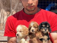 Acele edin maltipoo bebekler sizi bekliyor