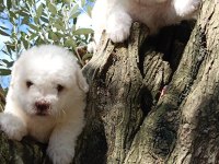 Özel ırk nadir güzellik uygun bütçe bichon frise