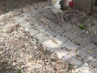 Orjinal Brahma Horozu 2 Yaşında Beyaz