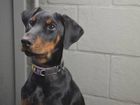 Ruhsatlı köpek çifliğinden doberman yavrular a scrli