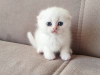 Beyaz Scottish Fold Yavrular Sahiplendirilecektir