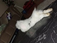 Hollanda lop tavşanı