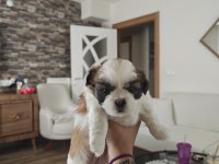 SHİH TZU YAVRULAR 1 ERKEK 1 DİSİ