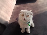 Scottish Fold yavru 3 aylık