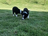Eğitim merkezinde border collie yavruları