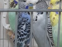Muhabbet kuşlar