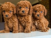 Orijinal toy poodle bebeklerimiz