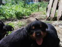 2 aylık dişi rottweiler