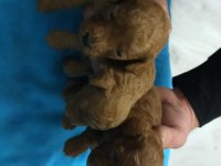 5 dişi ve 2 erkek mükemmel kalitede poodle yavrular