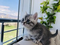 Scottish fold british blue point siyam