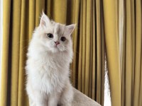 Krem rengi british longhair
